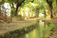 川沿いの散歩道