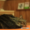 猫カフェ