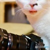 カメラと猫