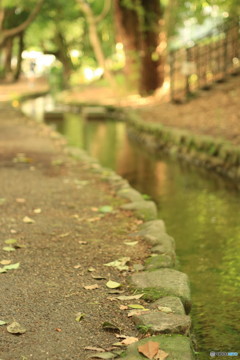 川沿いの散歩道