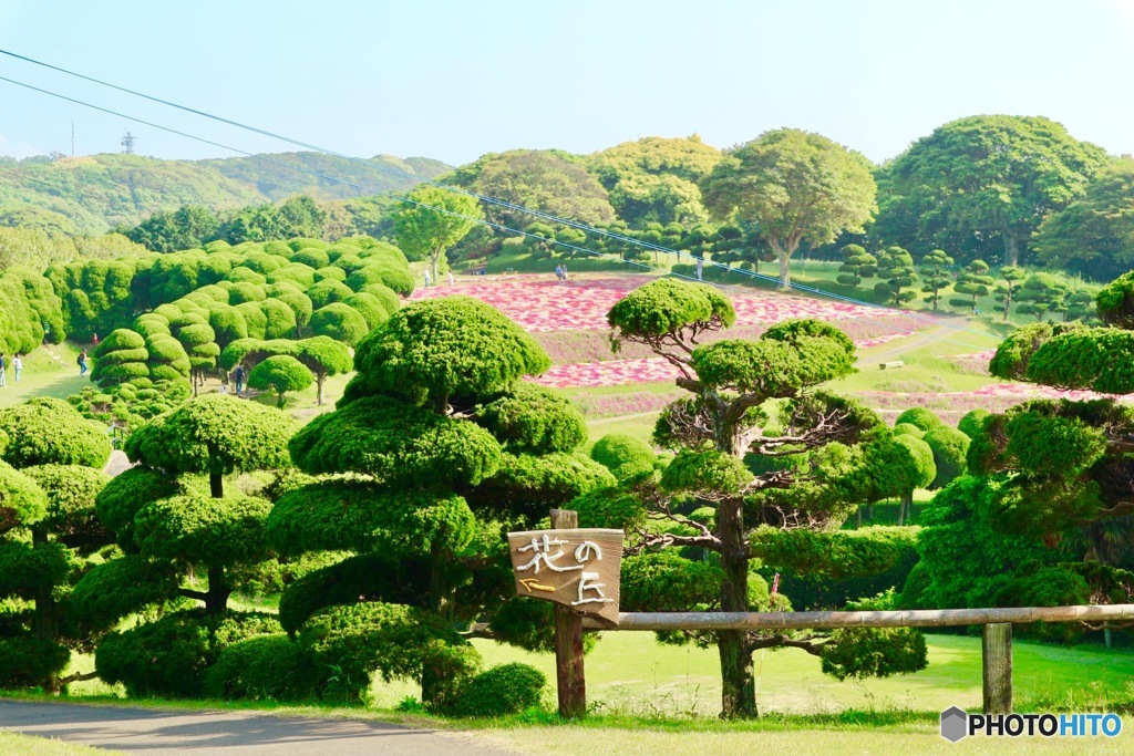 花の丘