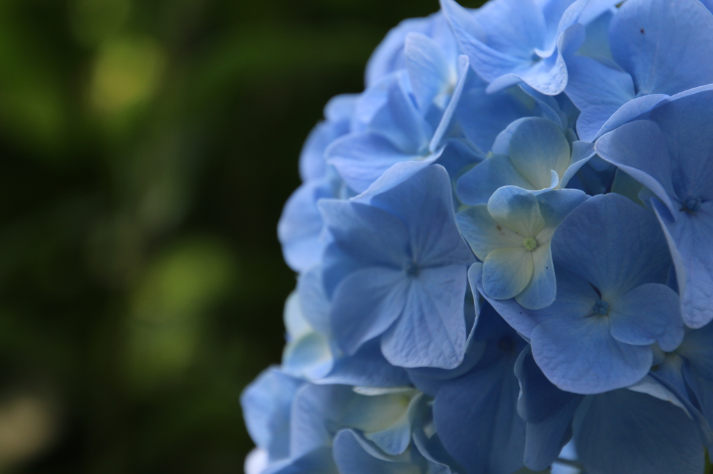 紫陽花も終わり