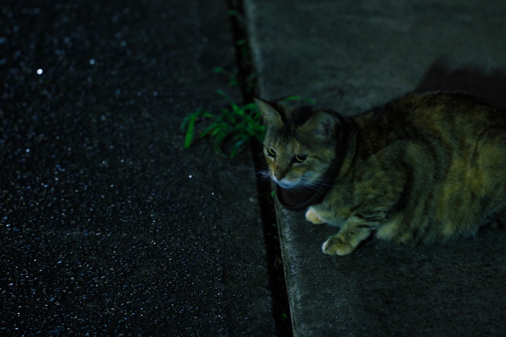 夜中のねこさん