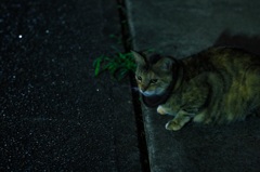 夜中のねこさん