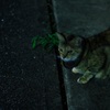 夜中のねこさん