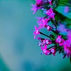 お花