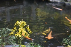 黄色いお花とオレンジの恋