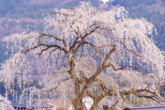 清雲寺の枝垂れ桜