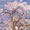 清雲寺の枝垂れ桜