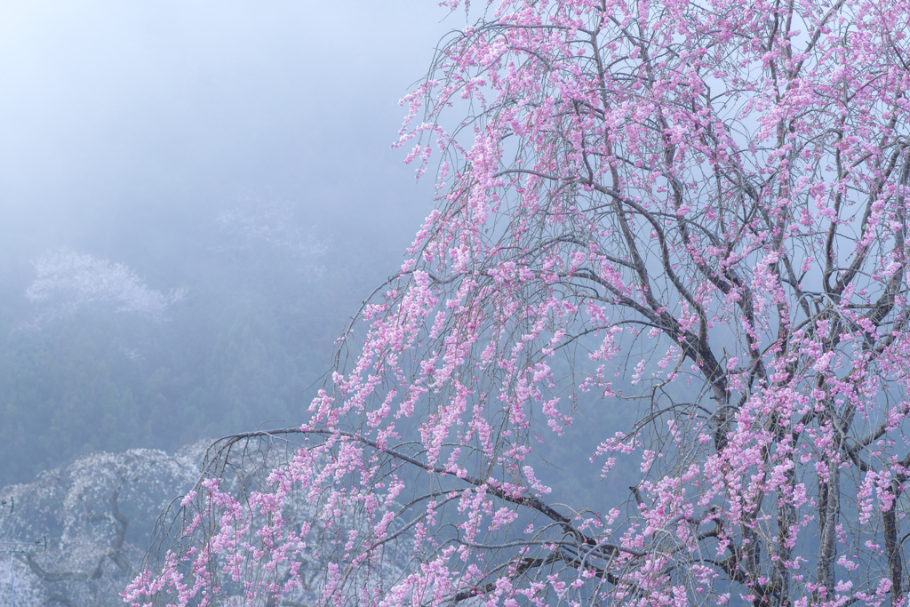 清雲寺の紅枝垂れ桜