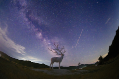 Deer Milky Way