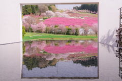 花桃畑