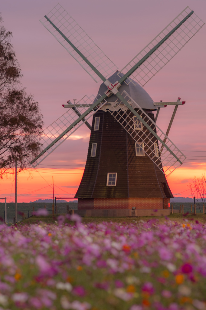夜明けのオランダ風車