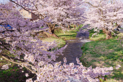 清流に咲く