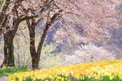 水仙畑の桜と新緑