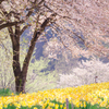 水仙畑の桜と新緑