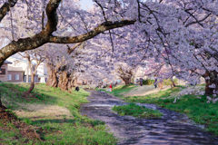 桜トンネル