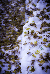 紅葉と雪のコントラスト