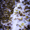紅葉と雪のコントラスト