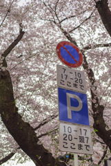 標識と桜のコントラスト