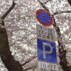 標識と桜のコントラスト