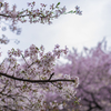 桜並木
