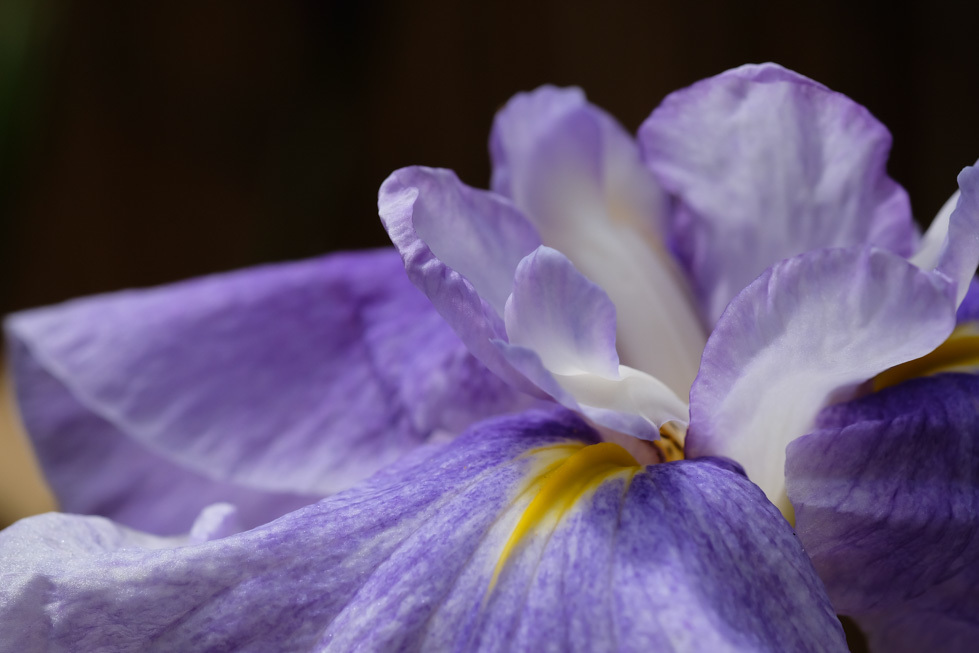 花菖蒲 Ⅲ