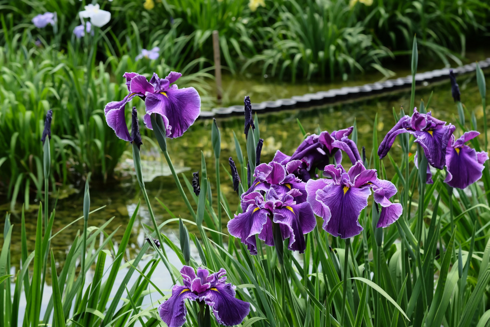 花菖蒲 Ⅰ