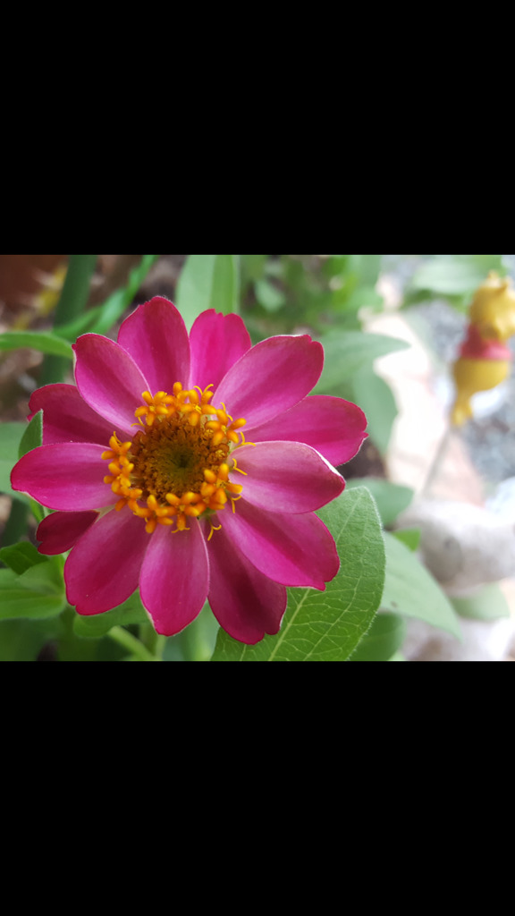 お花の中にもお花