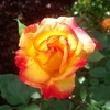 薔薇