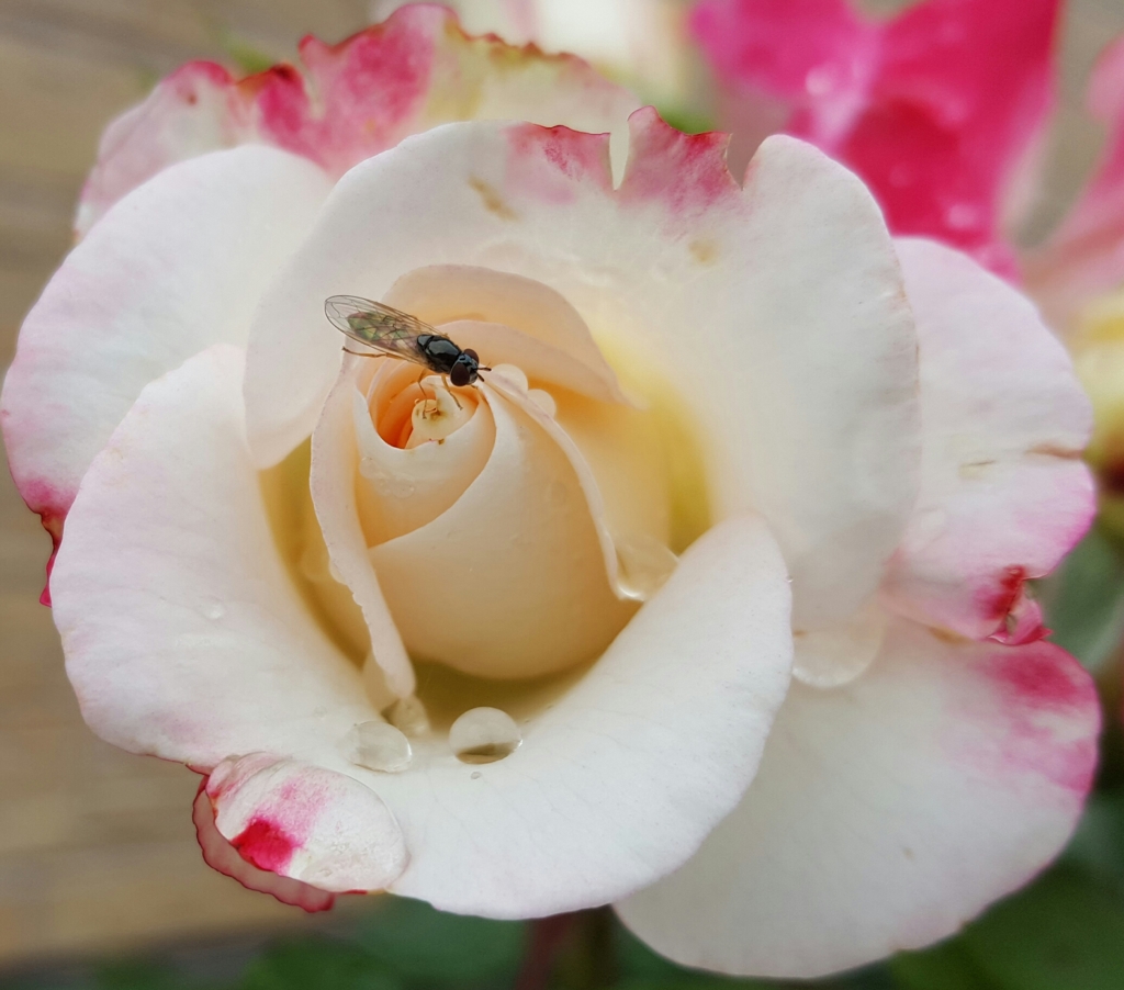 薔薇