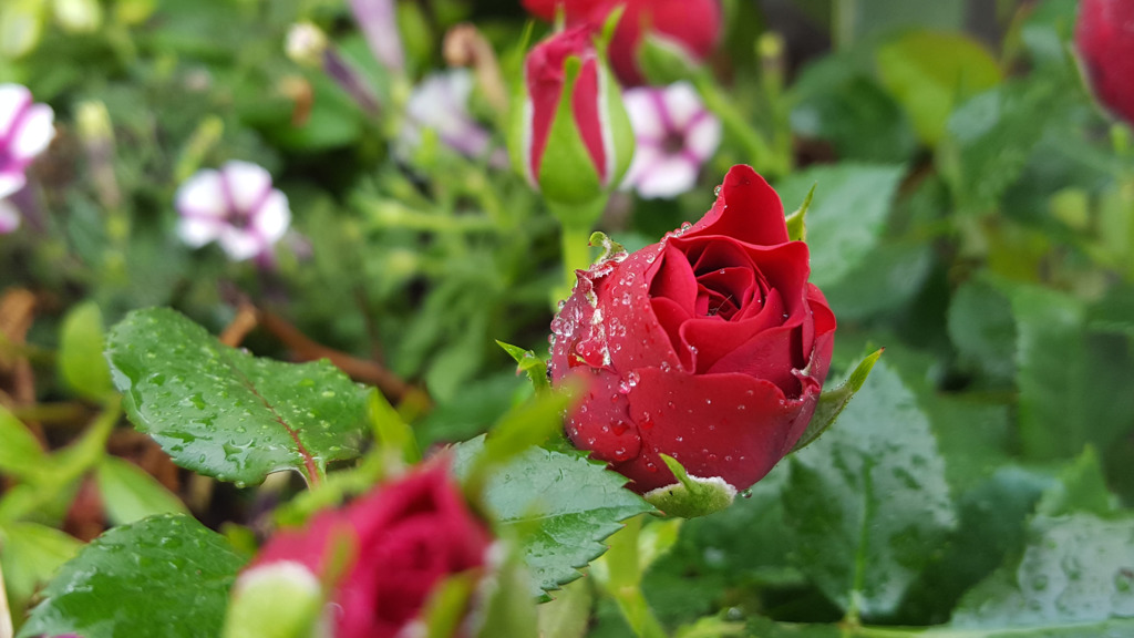 ミニ薔薇