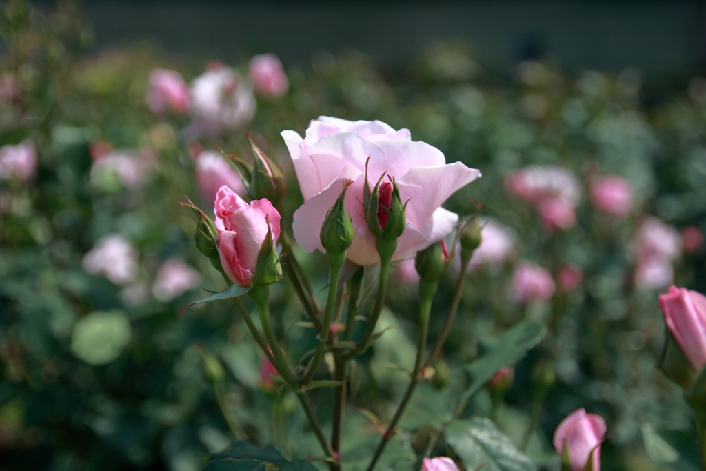 桜貝