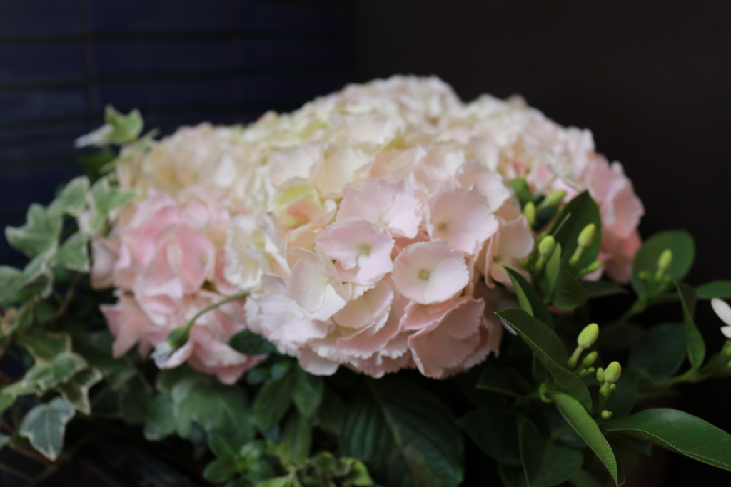 ポルタの紫陽花
