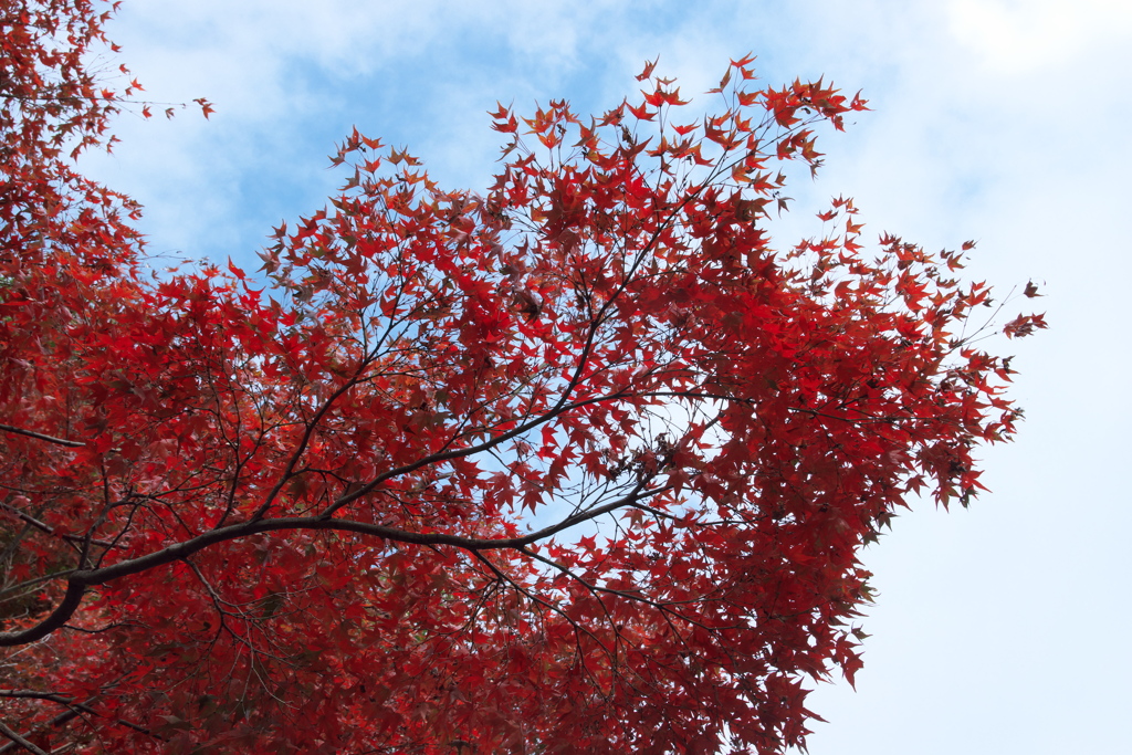 令和元年紅葉