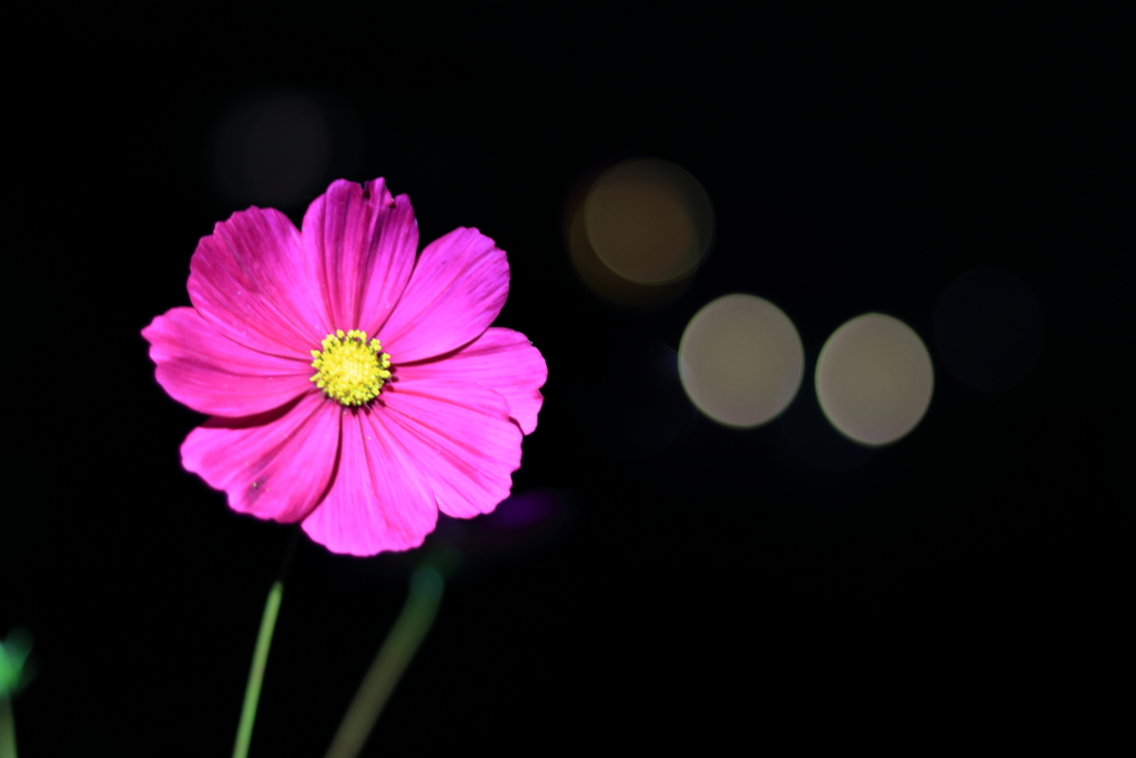夜秋桜