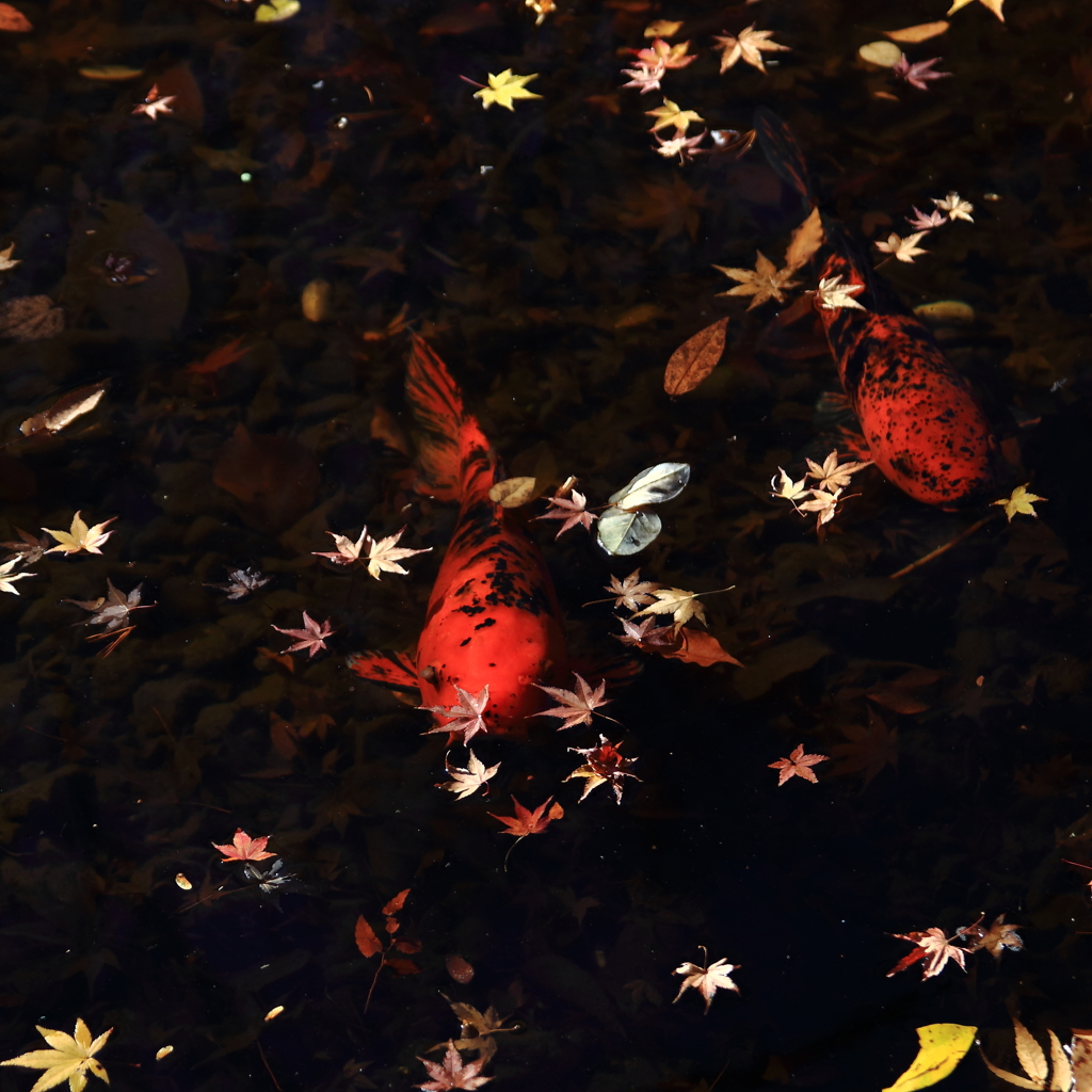 落葉と鯉