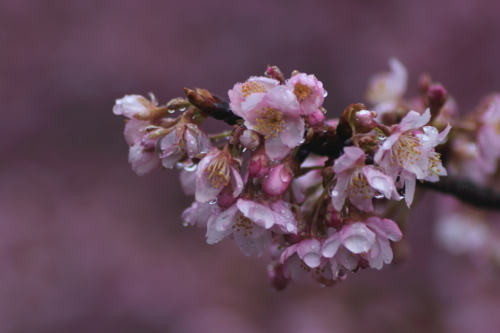 河津桜