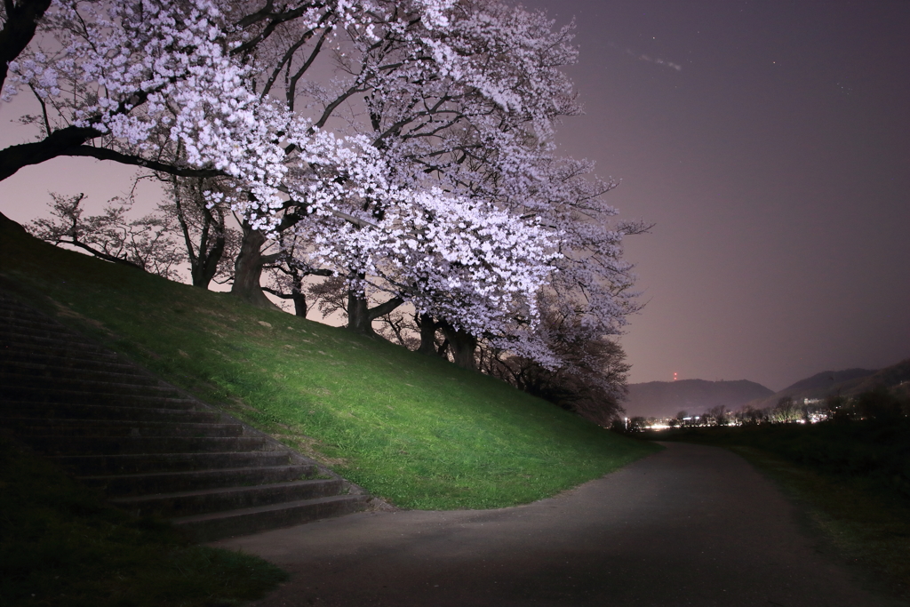 夜桜