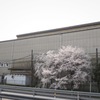 製鉄所に咲く