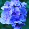 雨に紫陽花