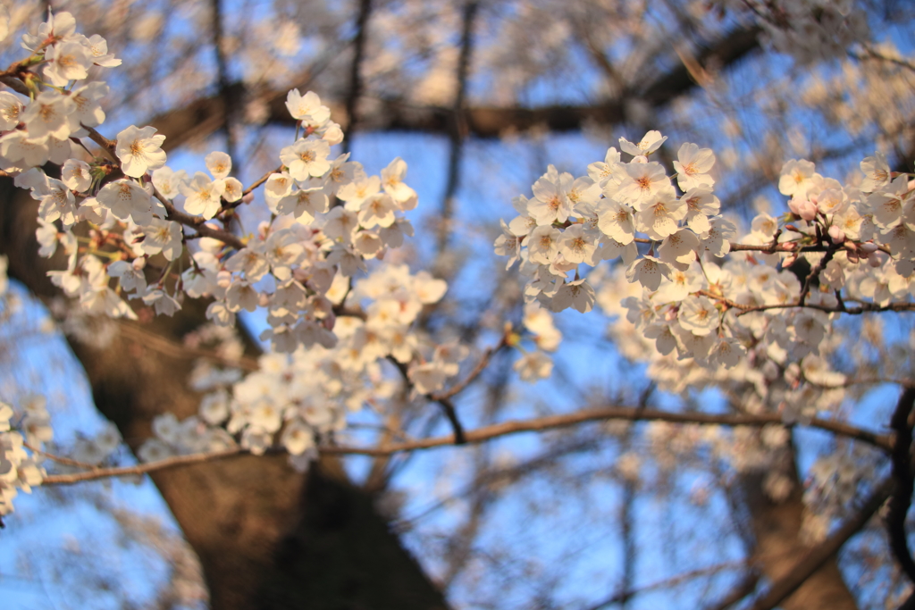 朝日に照らされて