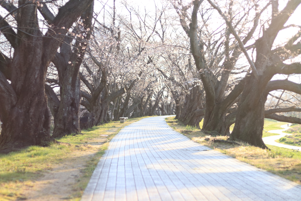 桜並木