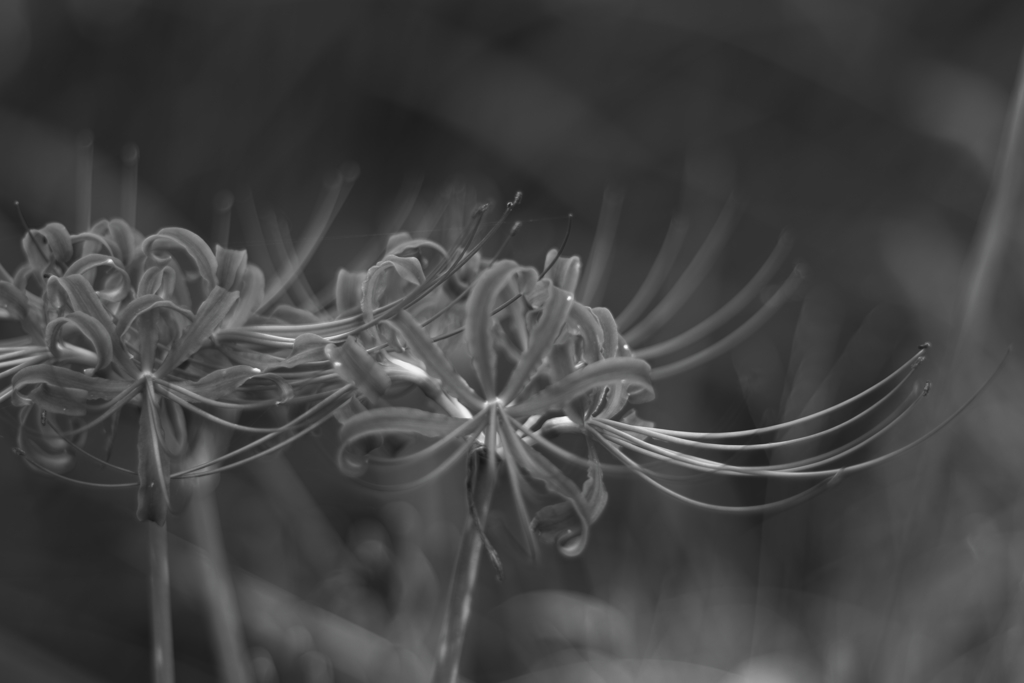 曼珠沙華10