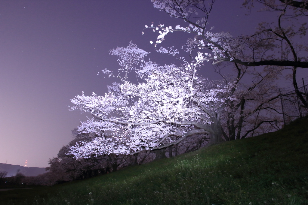 夜桜