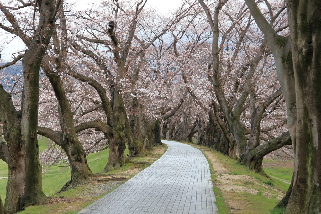 桜並木