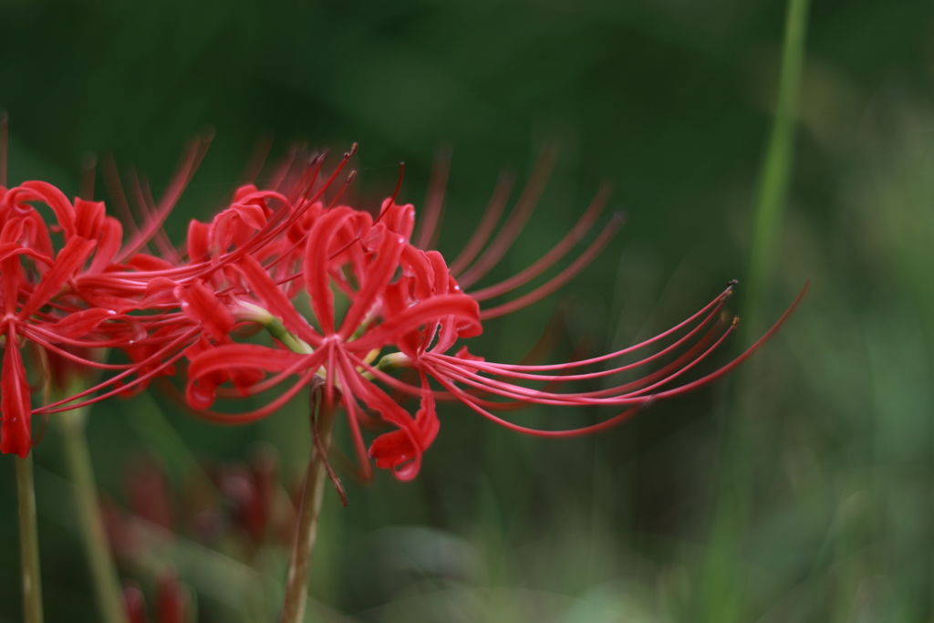 曼珠沙華2