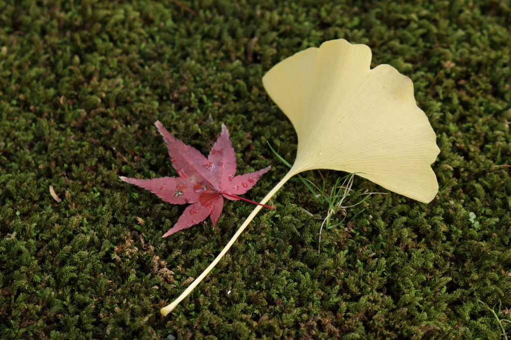 銀杏と紅葉