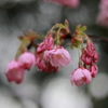 雨に濡れて