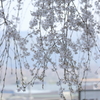 枝垂れ桜